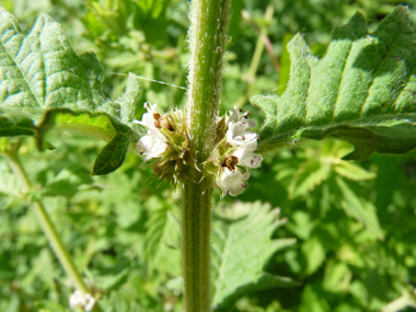 Petites fleurs blanches tachetées de rouge et verticillées à la base des feuilles. Agrandir dans une nouvelle fenêtre (ou onglet)